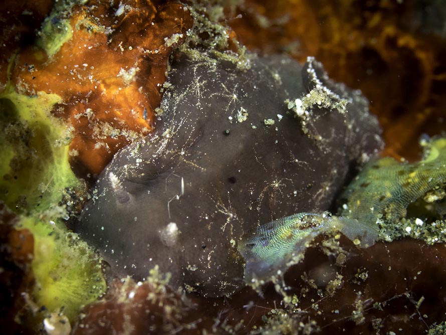 Dorid sp. E